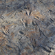 Trackways made by ancient bipedal crocodilian.